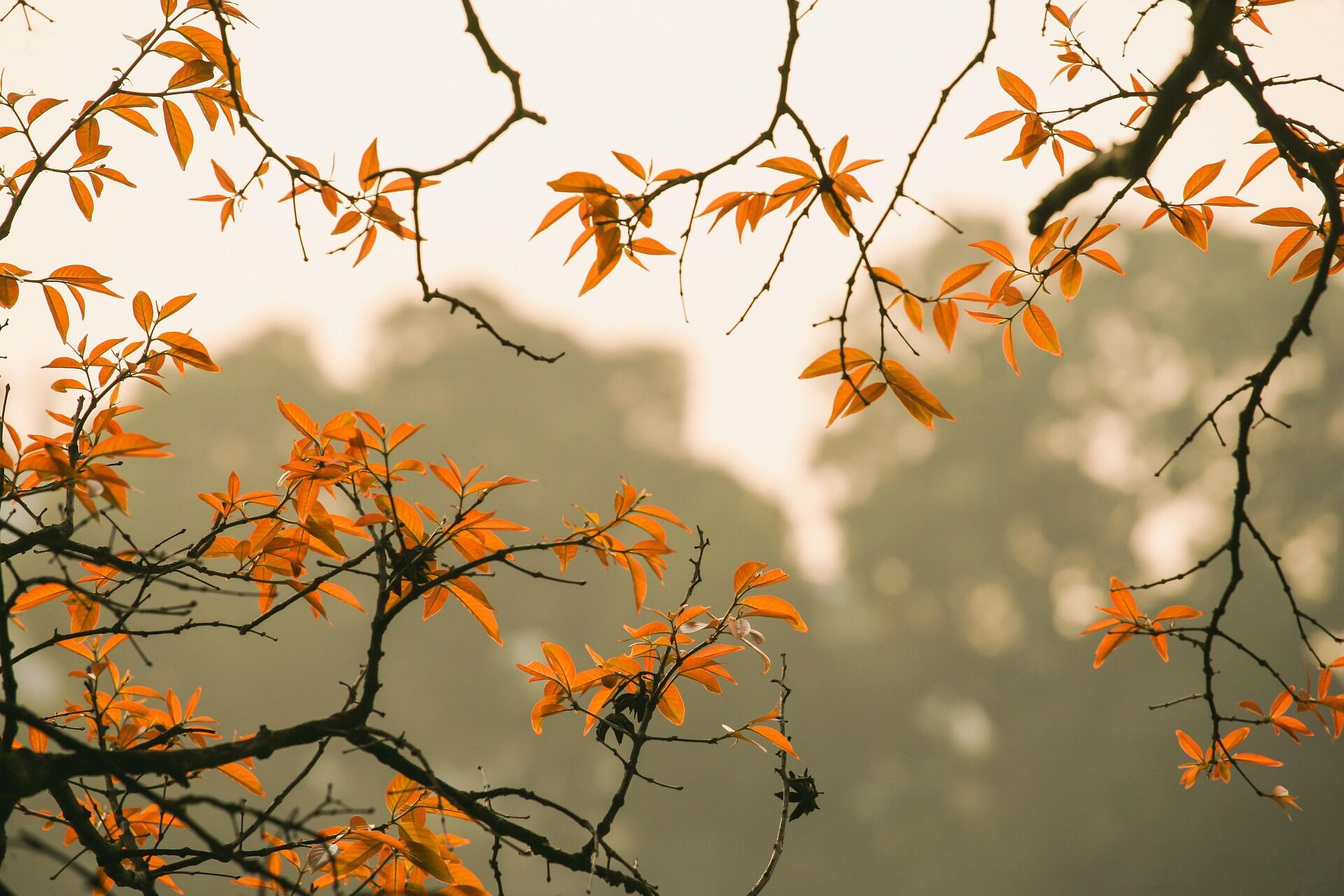 Embrace the vibrant spirit of Hanoi Travel adventures